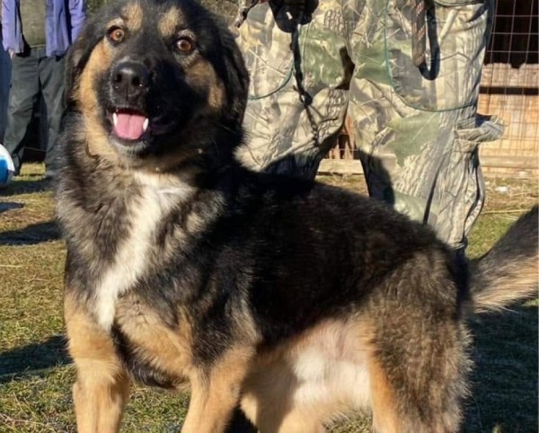 DEX is eagerly waiting for a home - your new loyal friend from the shelter