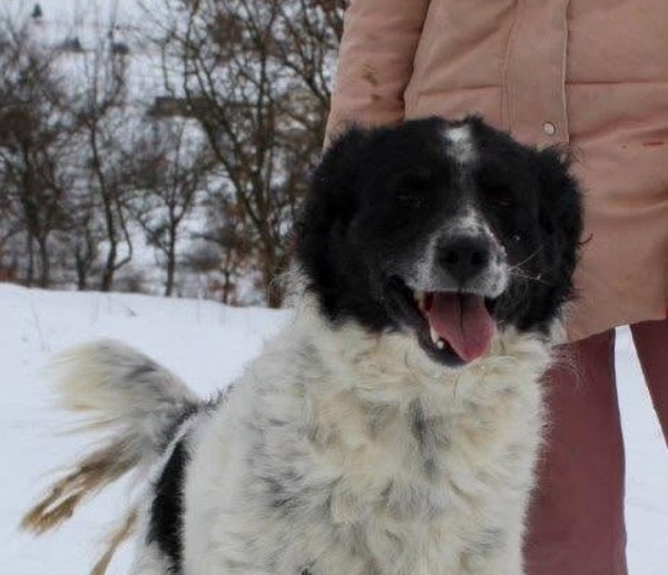 DINGO is eagerly waiting for a home - your new loyal friend from the shelter