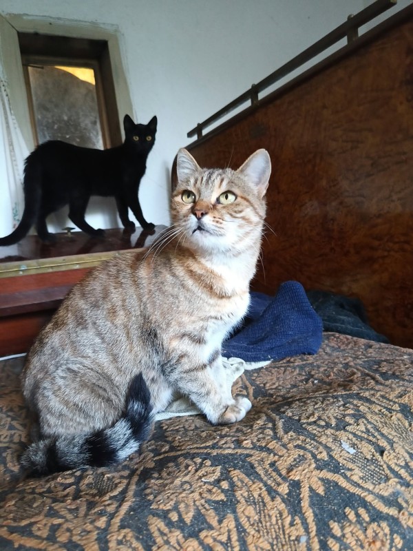 VIOLA is eagerly waiting for a home - your new loyal friend from the shelter