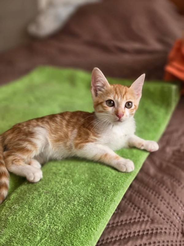 SIMONA is eagerly waiting for a home - your new loyal friend from the shelter