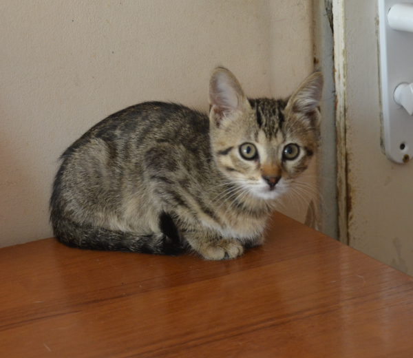 TOMAS is eagerly waiting for a home - your new loyal friend from the shelter