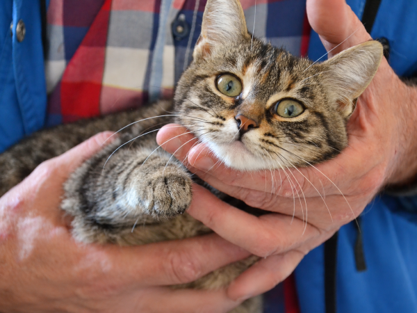 MATZA is eagerly waiting for a home - your new loyal friend from the shelter