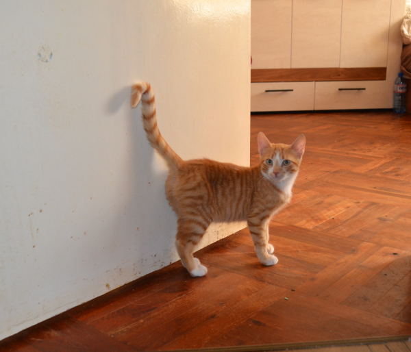 ASTOR is eagerly waiting for a home - your new loyal friend from the shelter