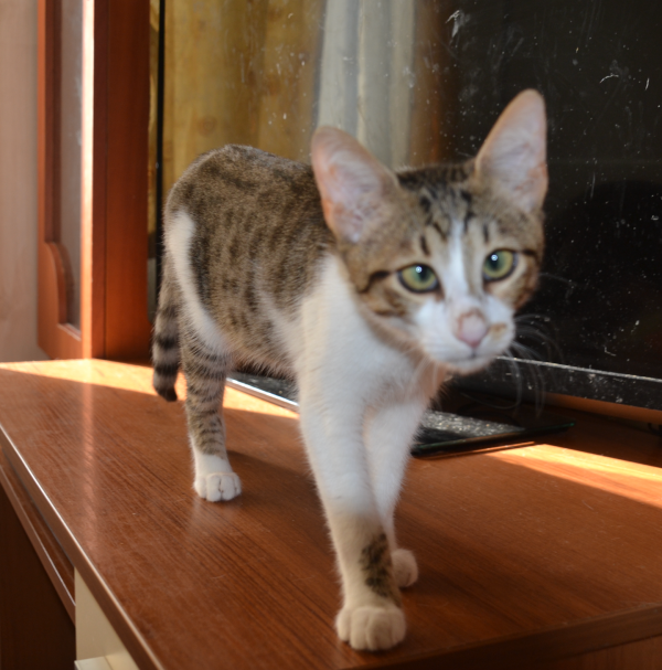 KIRO is eagerly waiting for a home - your new loyal friend from the shelter