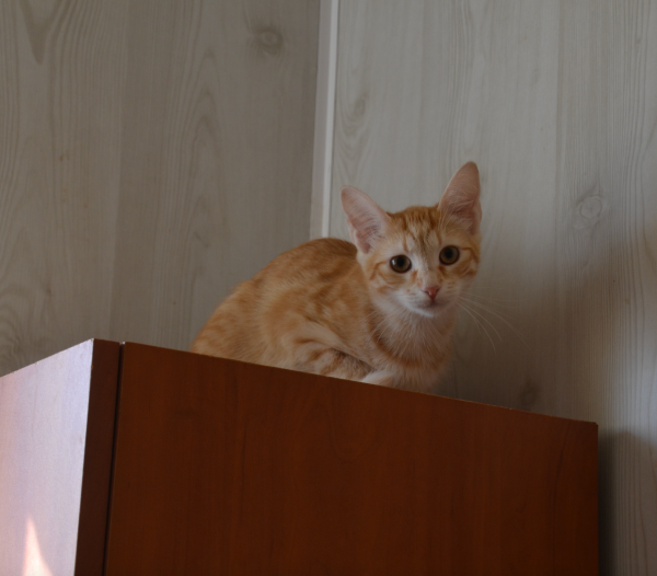 JIJO is eagerly waiting for a home - your new loyal friend from the shelter