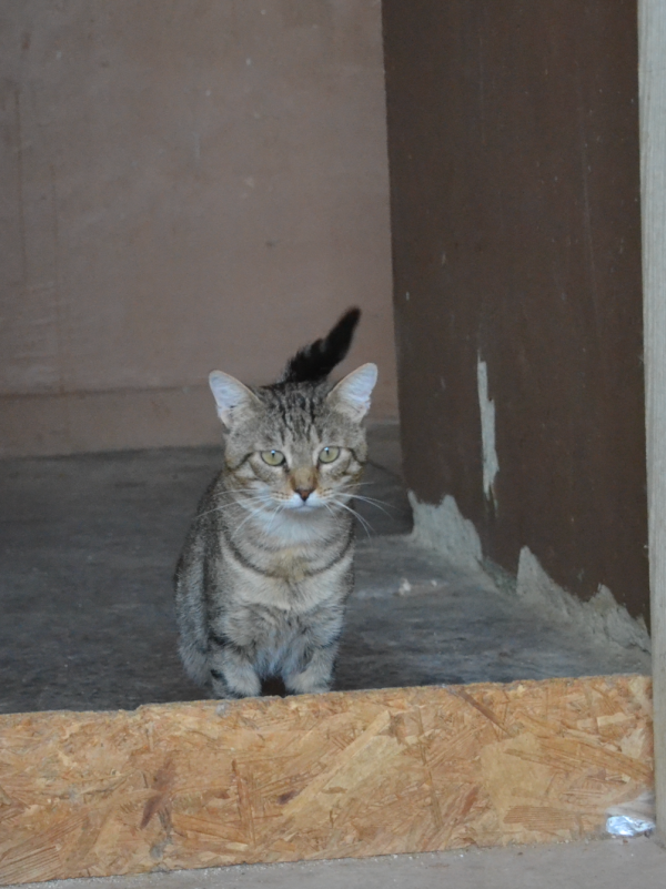 SPAS is eagerly waiting for a home - your new loyal friend from the shelter