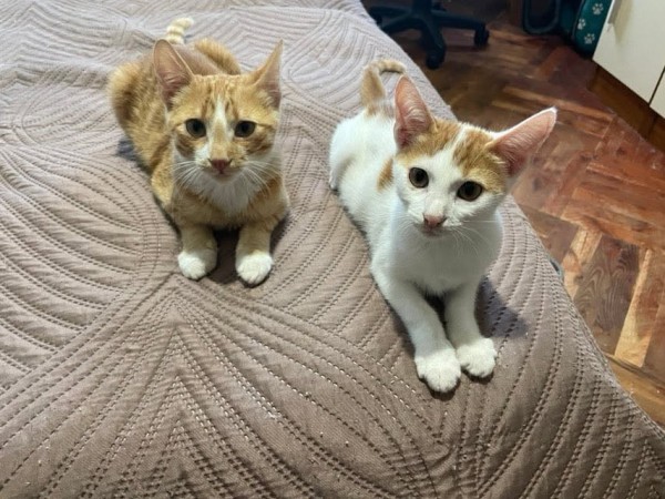 ANIBAL is eagerly waiting for a home - your new loyal friend from the shelter
