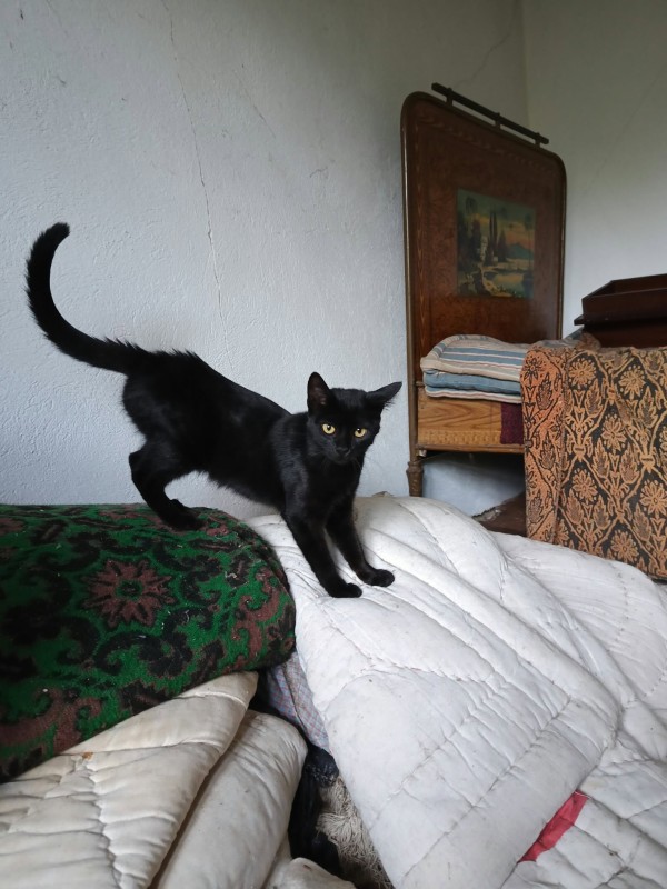 VANILLA is eagerly waiting for a home - your new loyal friend from the shelter