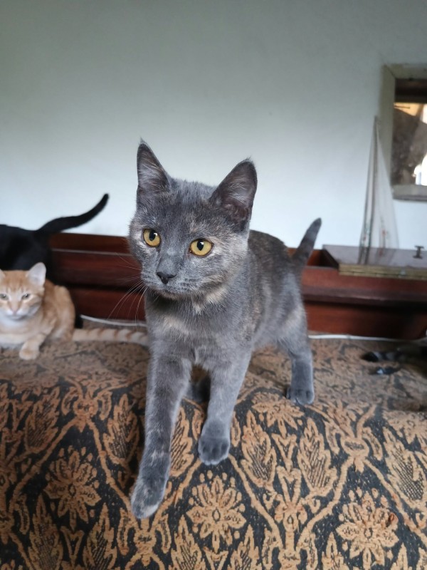 VIOLET is eagerly waiting for a home - your new loyal friend from the shelter