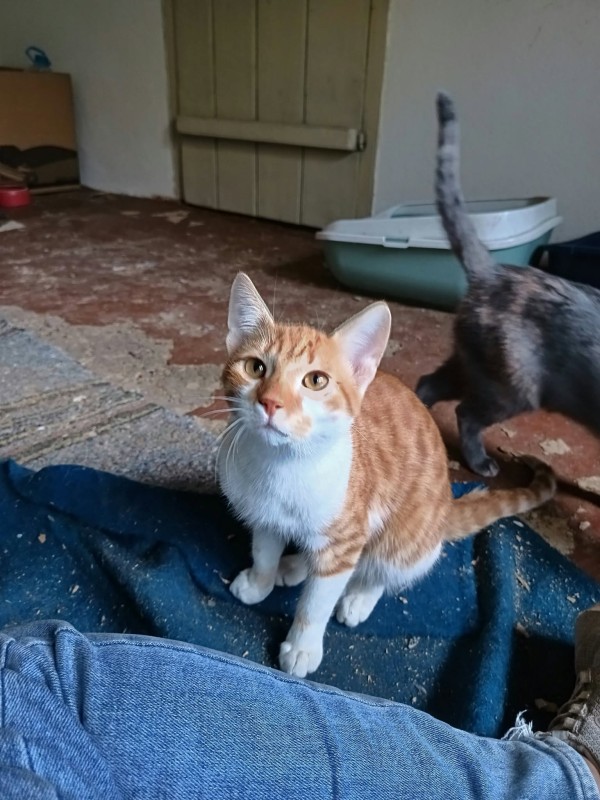 VATAN is eagerly waiting for a home - your new loyal friend from the shelter
