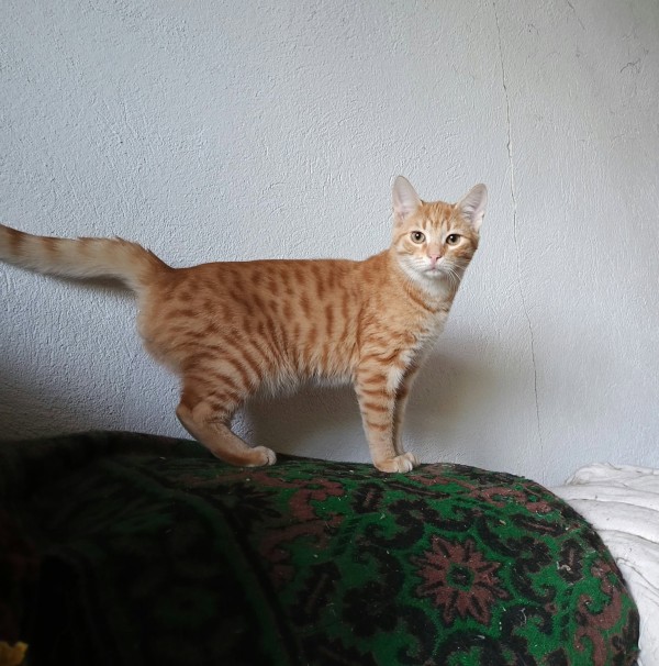 VINCENT is eagerly waiting for a home - your new loyal friend from the shelter