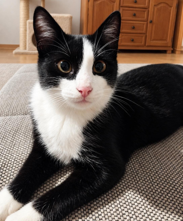 CARLO is eagerly waiting for a home - your new loyal friend from the shelter