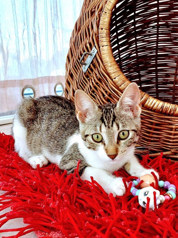 ALISA is eagerly waiting for a home - your new loyal friend from the shelter