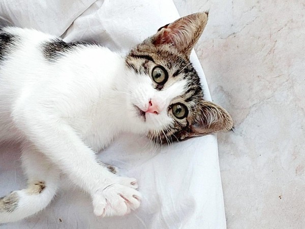 AURORA is eagerly waiting for a home - your new loyal friend from the shelter