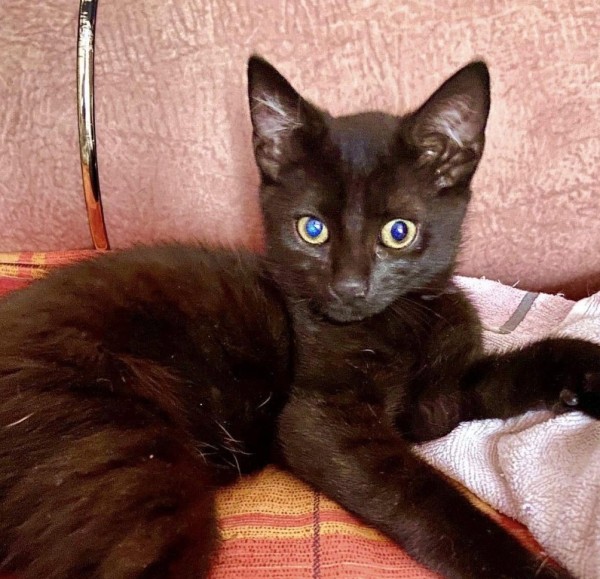 ADA is eagerly waiting for a home - your new loyal friend from the shelter
