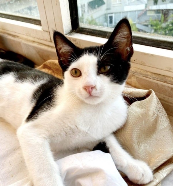 ALEX is eagerly waiting for a home - your new loyal friend from the shelter
