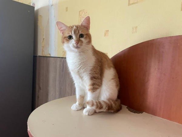 ZOE is eagerly waiting for a home - your new loyal friend from the shelter