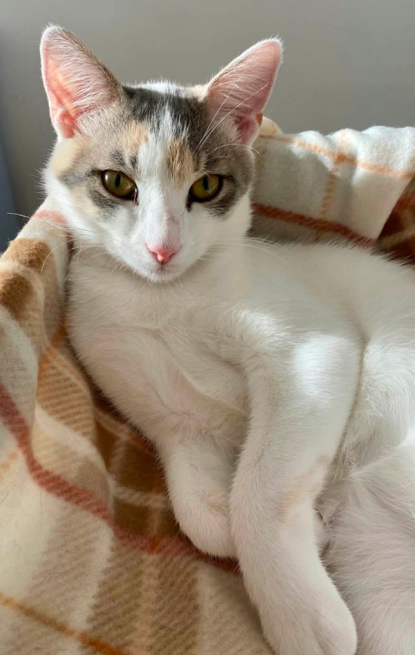 RUMINA is eagerly waiting for a home - your new loyal friend from the shelter