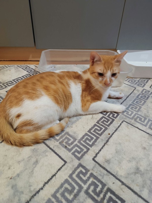 DANIEL is eagerly waiting for a home - your new loyal friend from the shelter