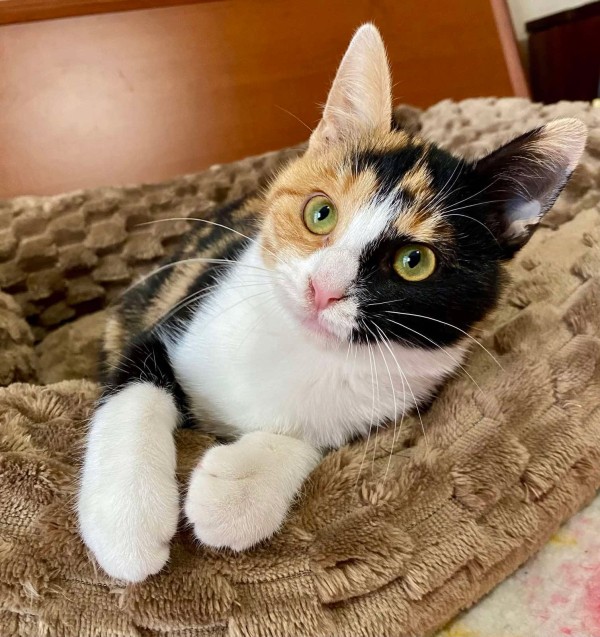 SHAKIRA is eagerly waiting for a home - your new loyal friend from the shelter