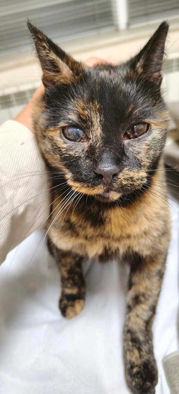 ZOYA is eagerly waiting for a home - your new loyal friend from the shelter