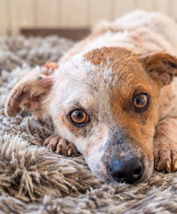 STEFFI is eagerly waiting for a home - your new loyal friend from the shelter