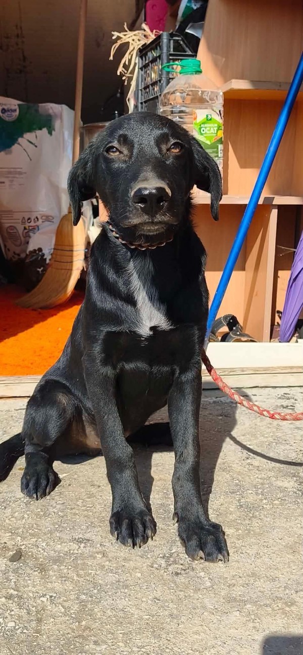 RAFFEL is eagerly waiting for a home - your new loyal friend from the shelter