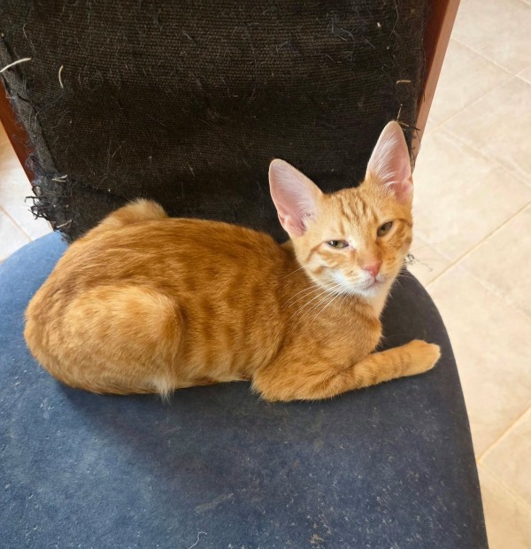 BALU is eagerly waiting for a home - your new loyal friend from the shelter