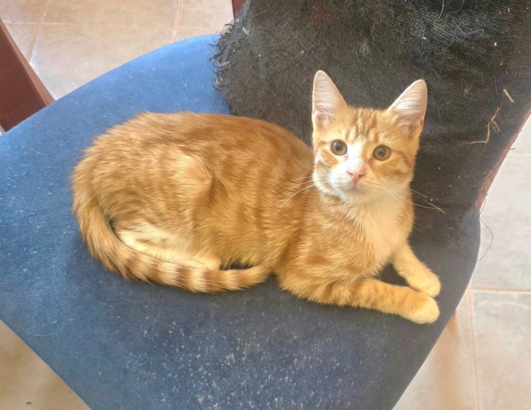 BARI is eagerly waiting for a home - your new loyal friend from the shelter
