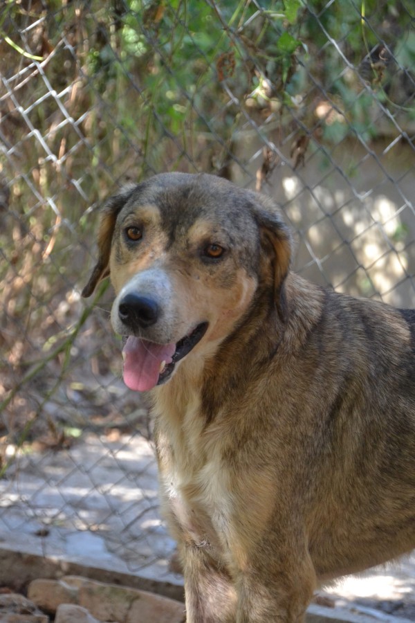BASTIAN is eagerly waiting for a home - your new loyal friend from the shelter