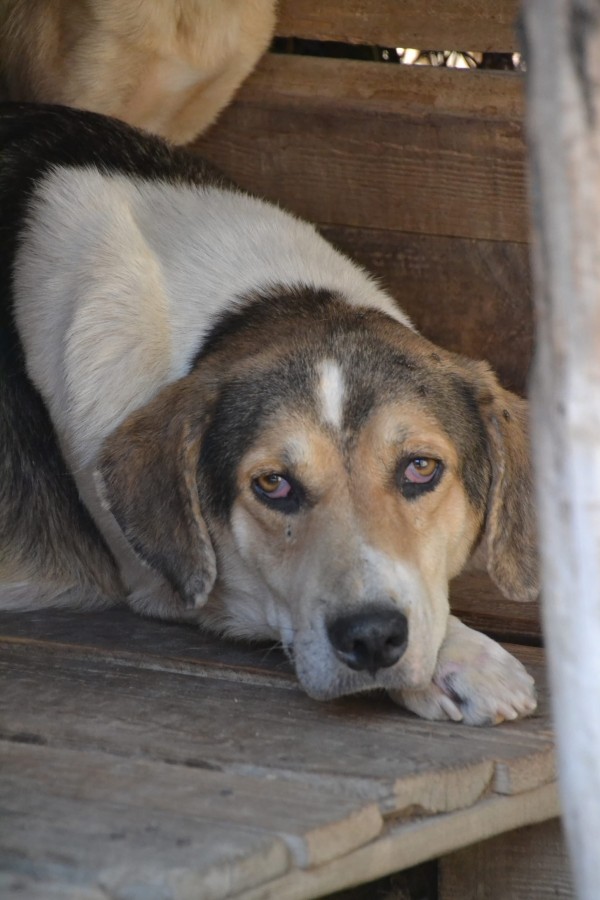 BOUBOU is eagerly waiting for a home - your new loyal friend from the shelter