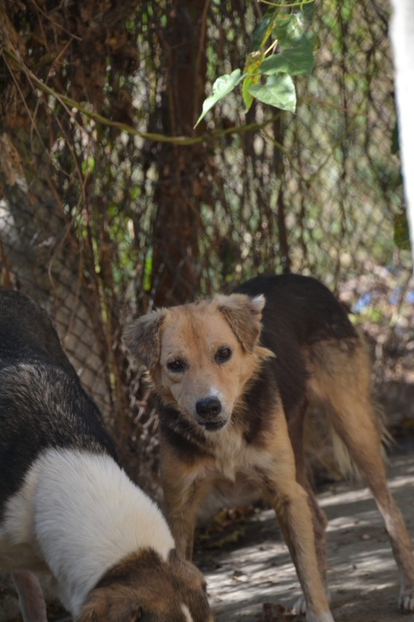 BATIDA is eagerly waiting for a home - your new loyal friend from the shelter