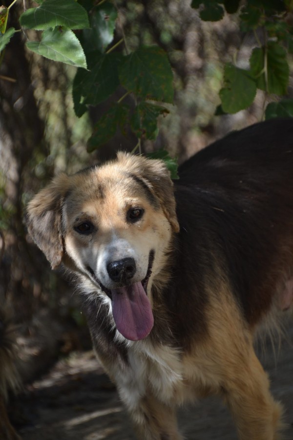 BOSTON is eagerly waiting for a home - your new loyal friend from the shelter