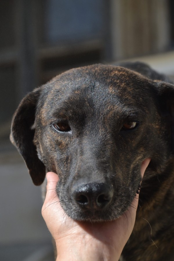 GEENA is eagerly waiting for a home - your new loyal friend from the shelter