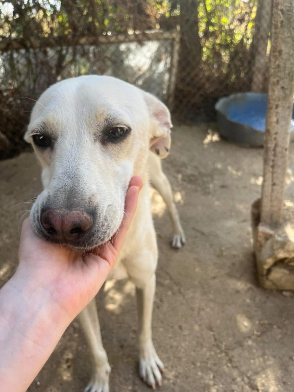 XANON is eagerly waiting for a home - your new loyal friend from the shelter
