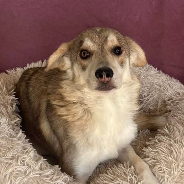 BONAVITA is eagerly waiting for a home - your new loyal friend from the shelter