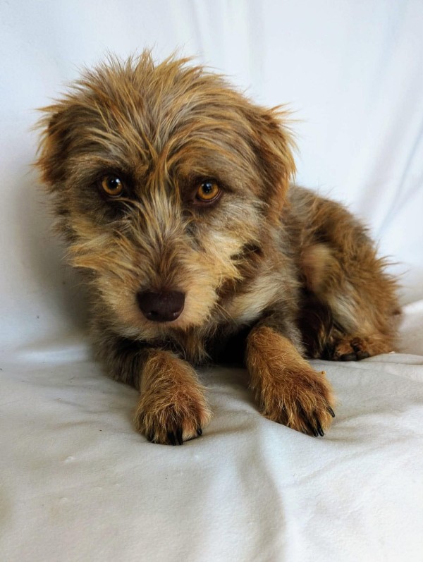 RUNA is eagerly waiting for a home - your new loyal friend from the shelter