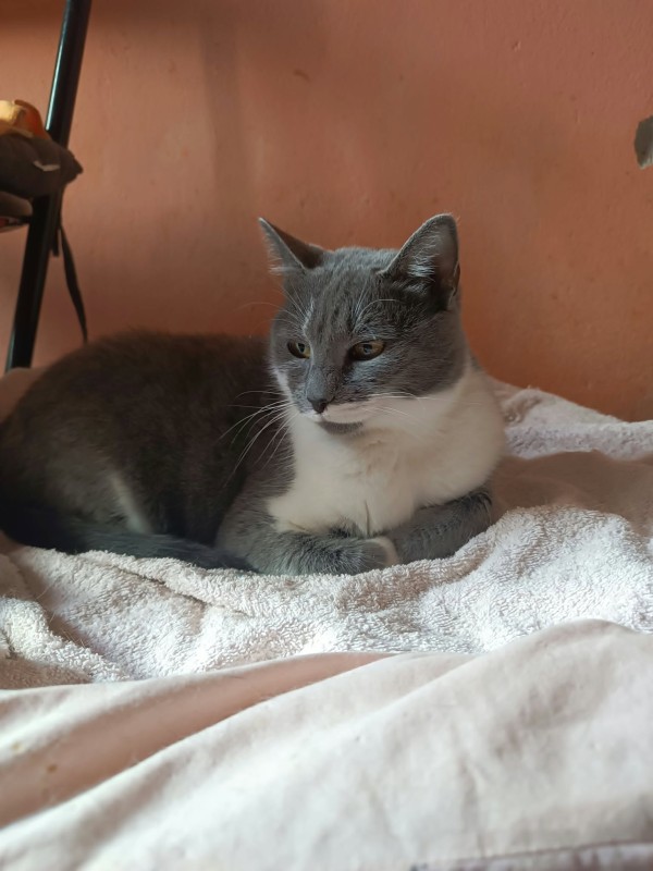 KAILA is eagerly waiting for a home - your new loyal friend from the shelter