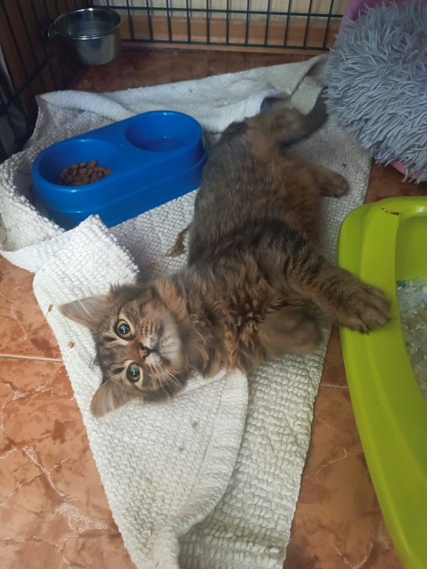 JORJ is eagerly waiting for a home - your new loyal friend from the shelter
