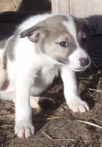 XAVION