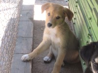 VANILA