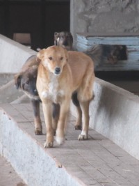 VANILA