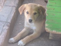 VANILA