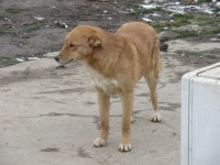 VANILA