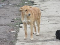 VANILA