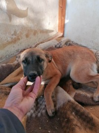 VALI