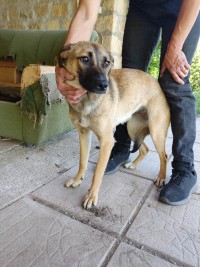 VALI