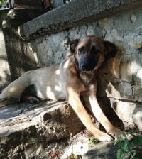 VALI