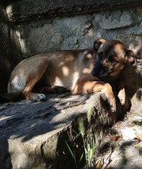 VALI