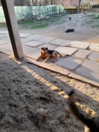 TOMAS
